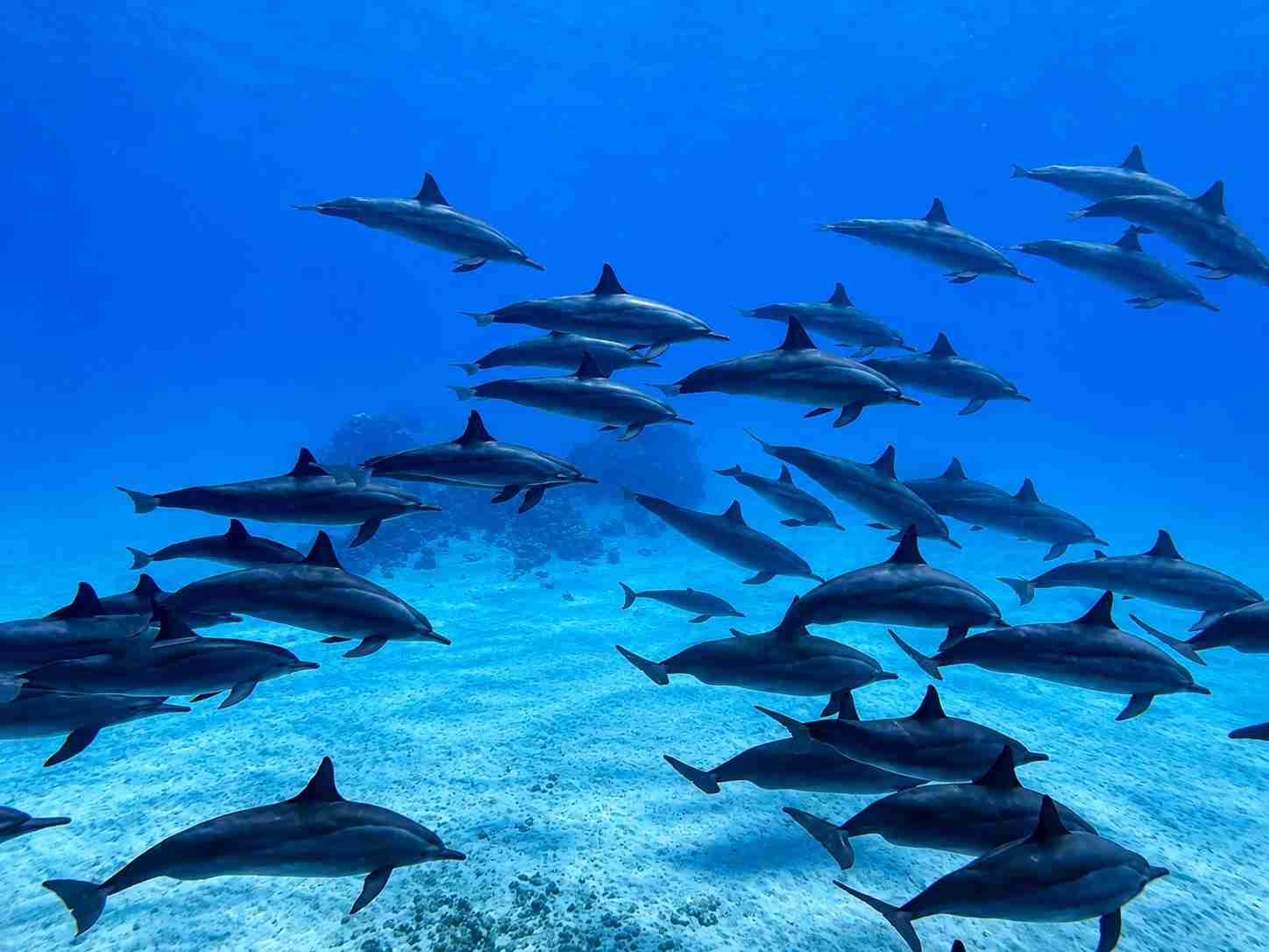 Spinner dolphins swimming over a coral reef