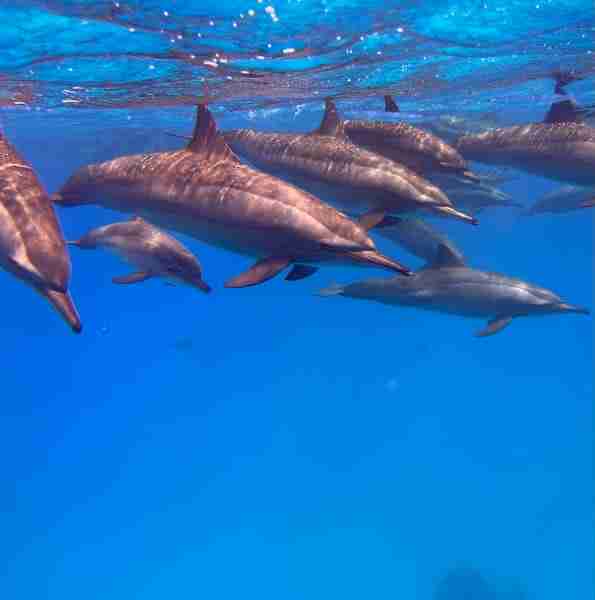 Pod of spinner dolphins in clear blue water on a Daedalus & Fury Shoals liveaboard