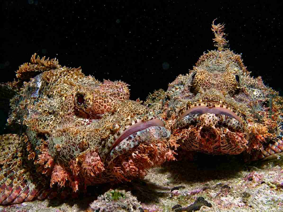 A tasselled scorpionfish on a Red Sea reef