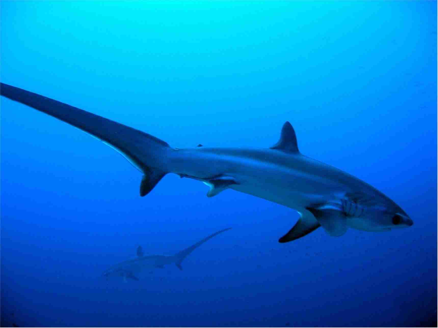 Thresher shark with its long upper tail lobe