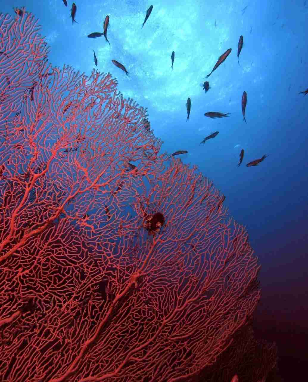 Gorgonian sea fan standing in the current at Panorama Reef