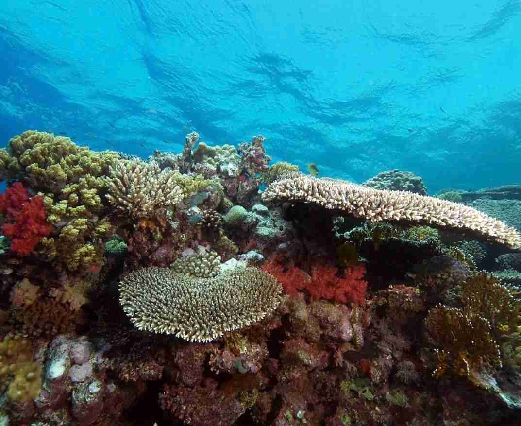 Hard coral growing in the shallows
