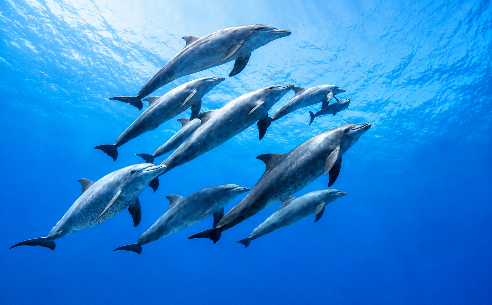 Wild bottlenose dolphin swimming in the clear blue water of the Red Sea near Hurghada