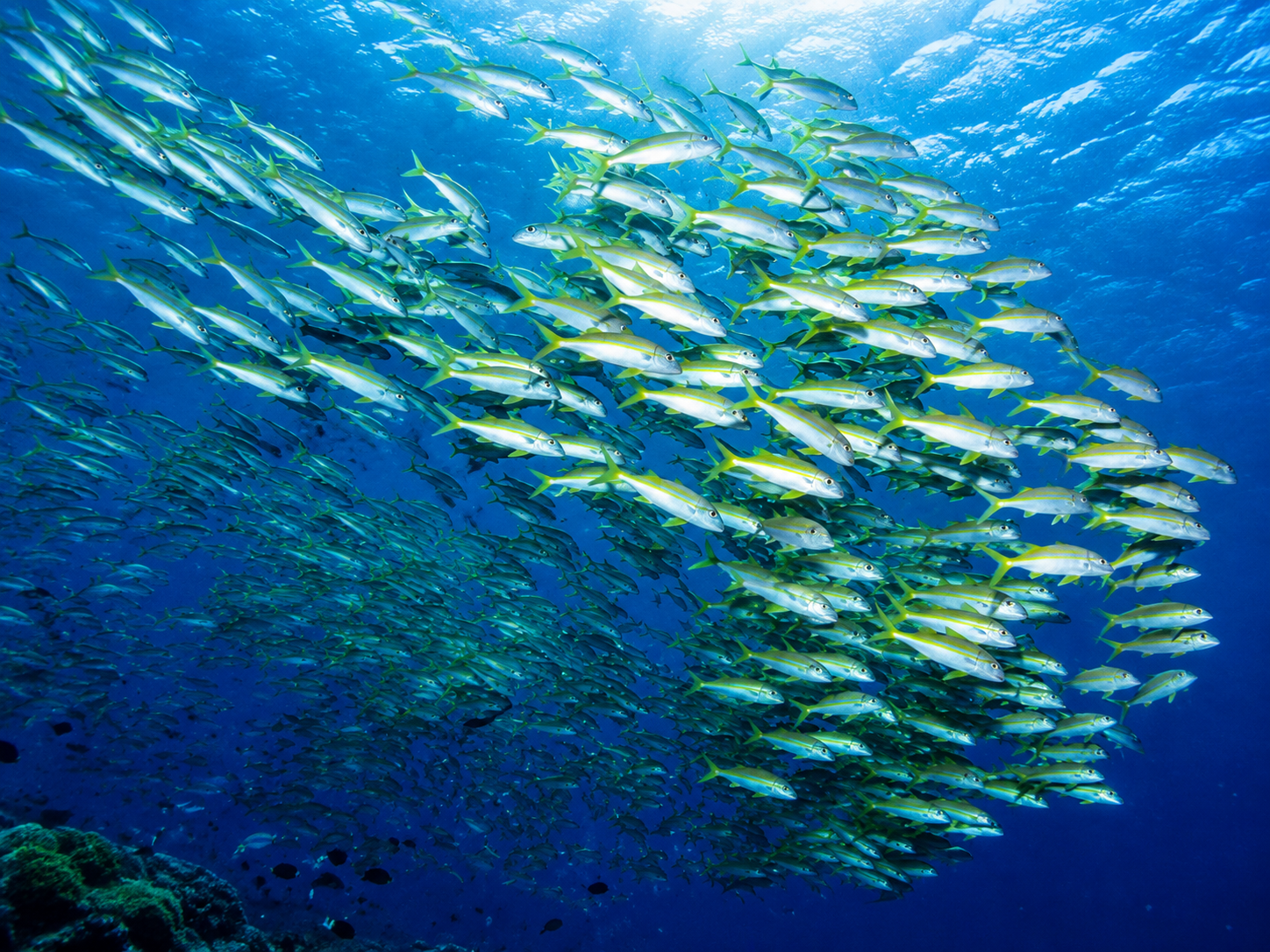 Large school of yellowfin goatfish in the clear blue water of the Red Sea