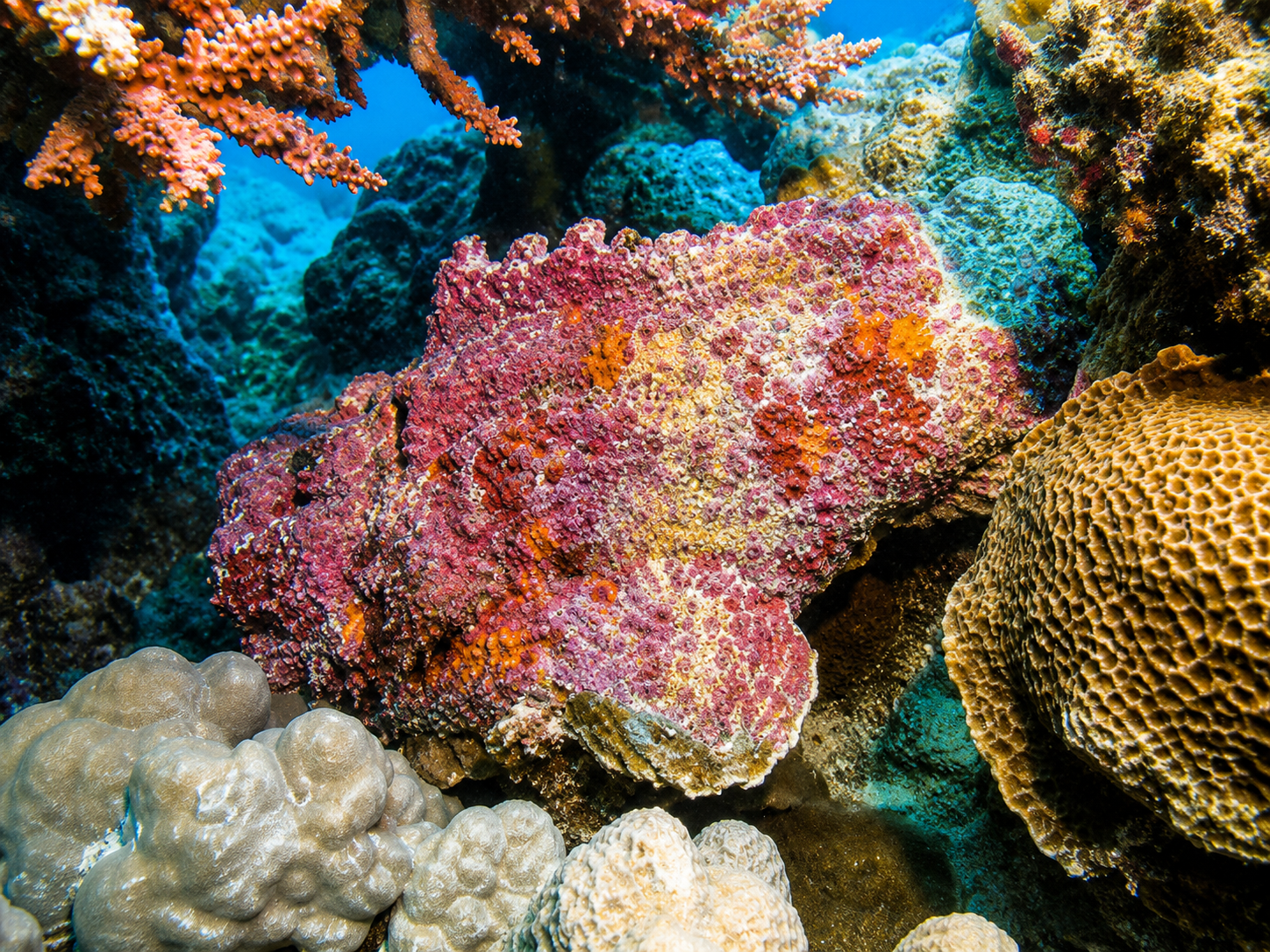 Stonefish camouflaged against the bottom