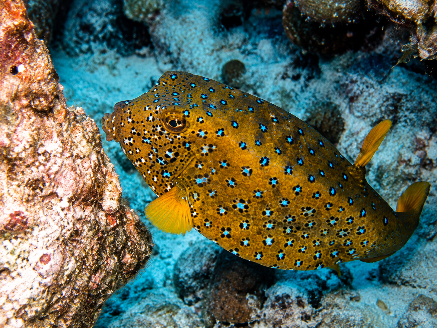 Boxfish swimming over hard coral