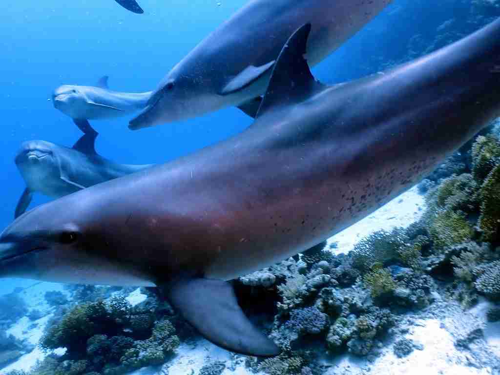 Dolphins passing over a shallow reef in the Red Sea