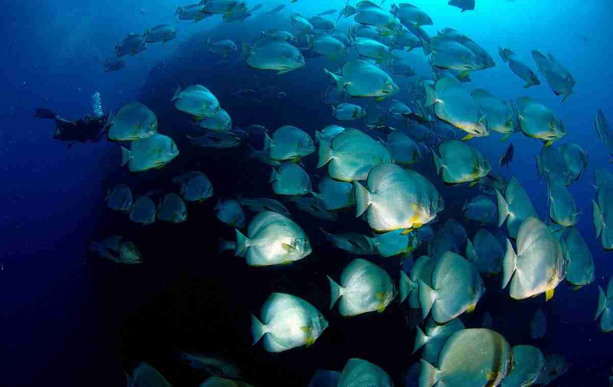 School of batfish held in clear blue water in the Red Sea