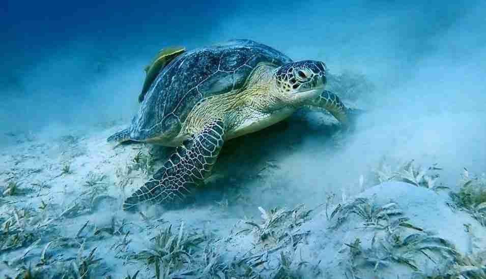 Green turtle resting on a sandy seagrass bed in the Red Sea