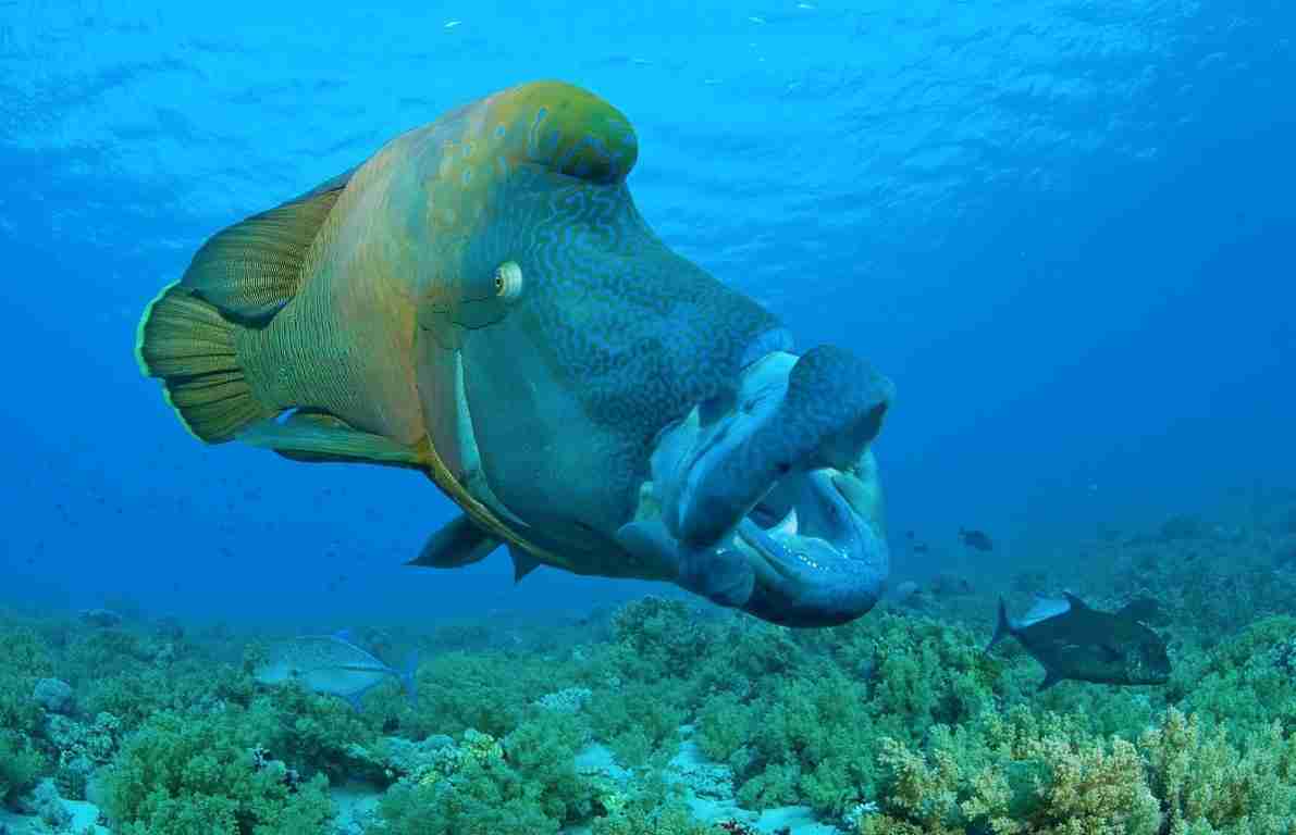 Napoleon wrasse over the reef top at an offshore site