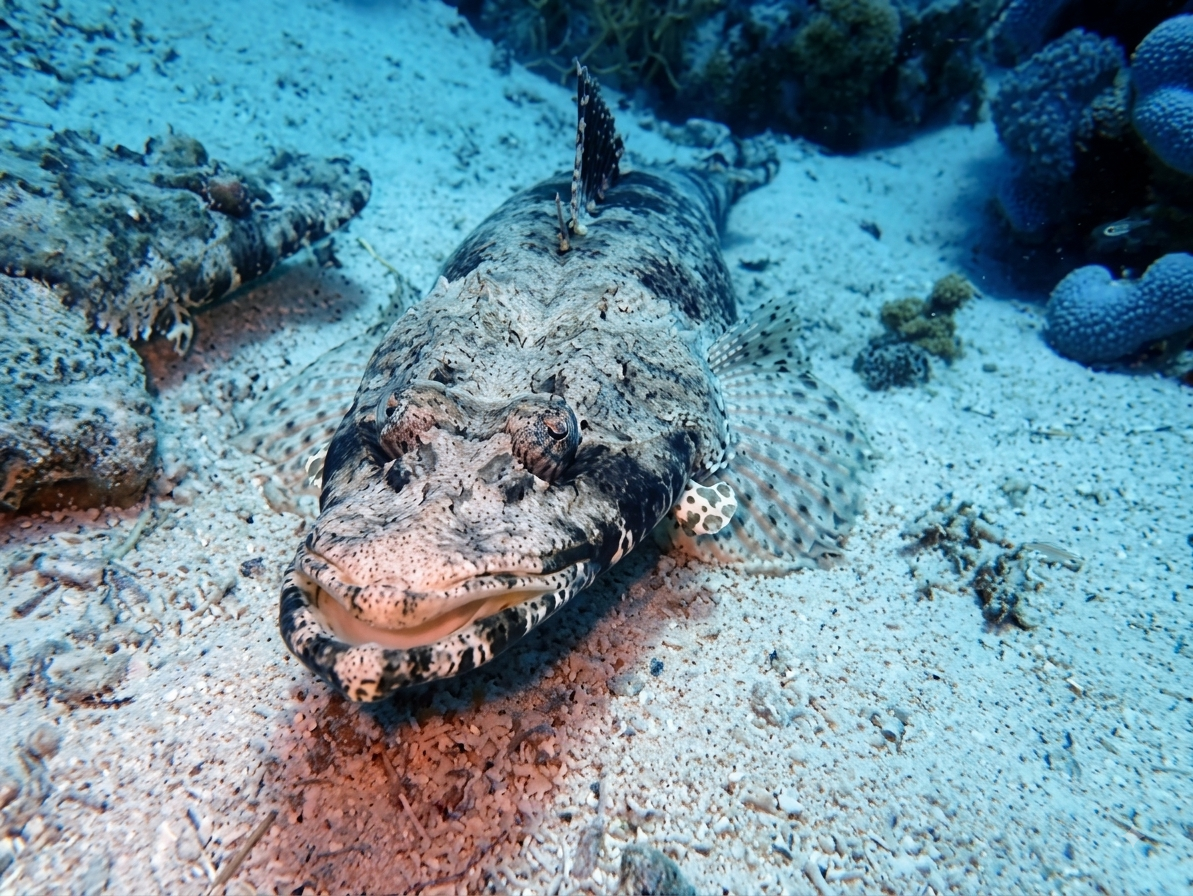 Crocodile fish resting on the sand