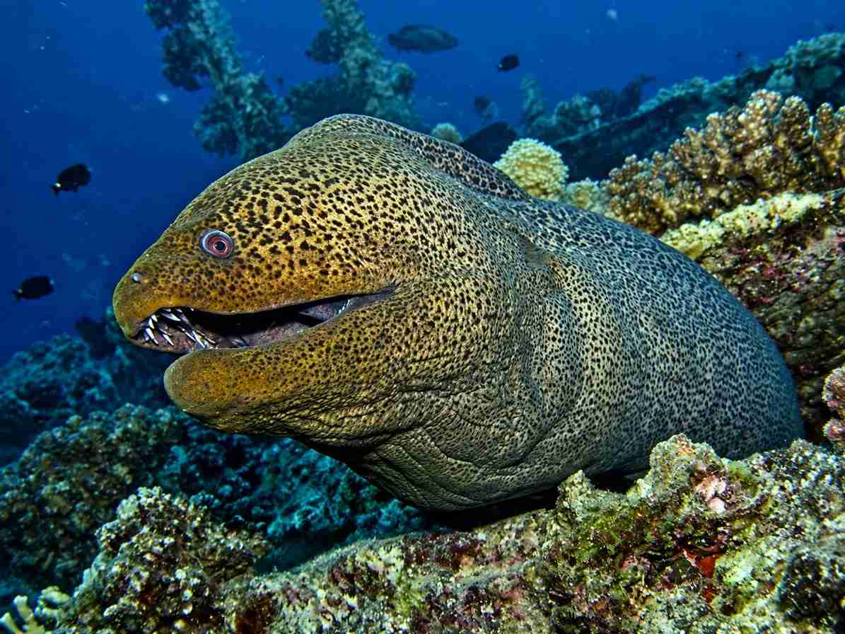 Giant moray eel in its hole on the reef