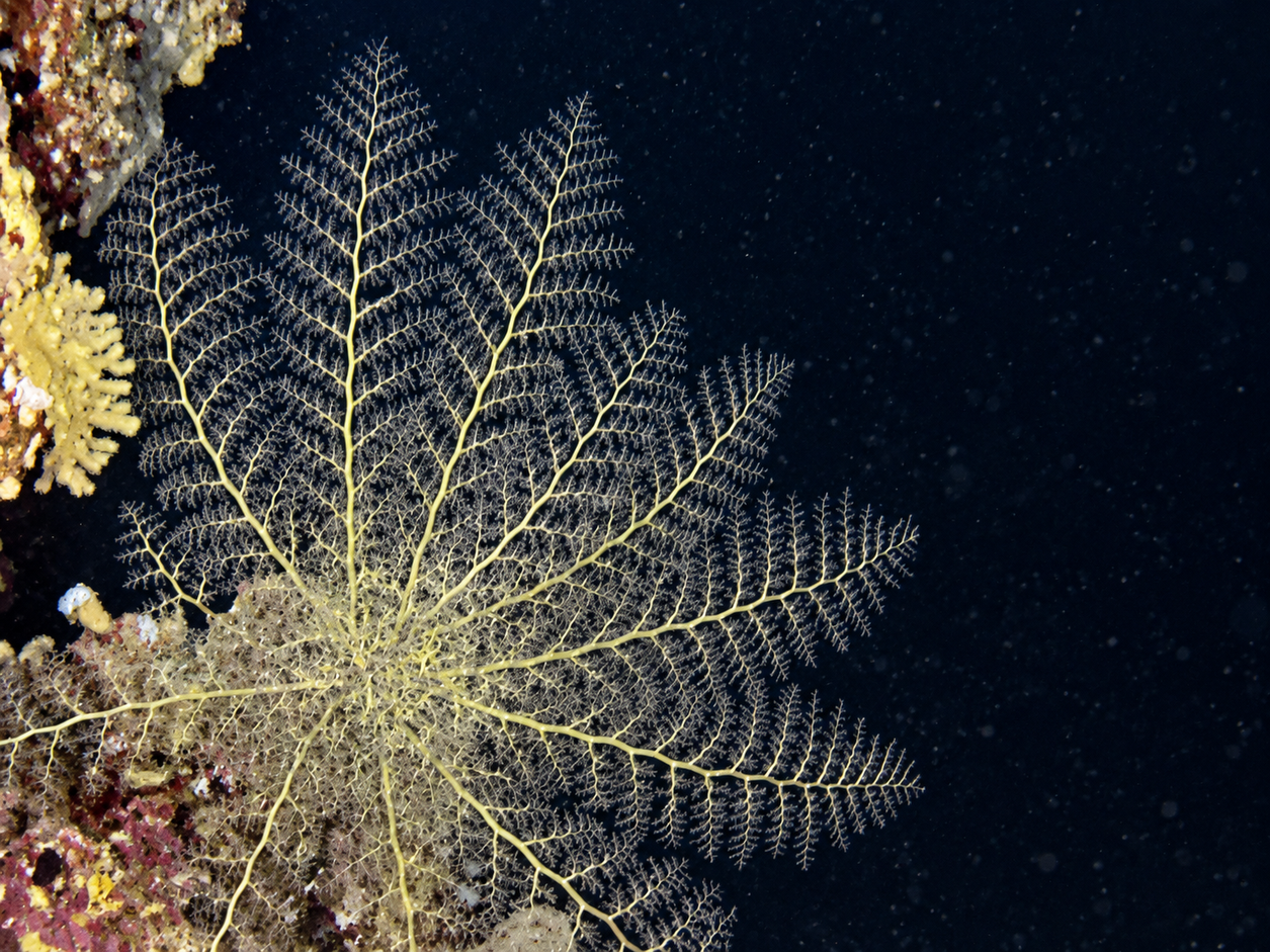 PADI Night Diver Course view of a basket star feeding