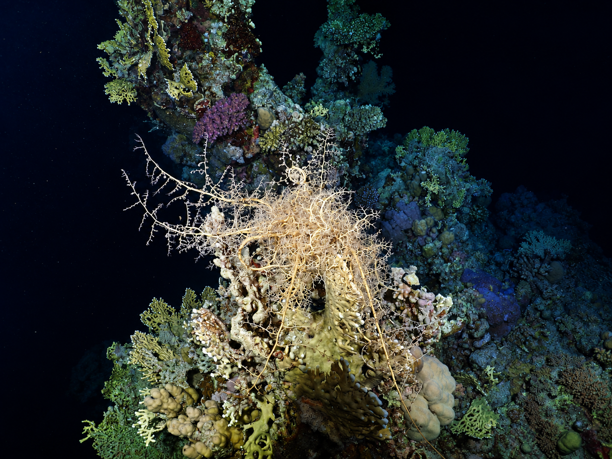 PADI Night Diver Course student beside a basket star