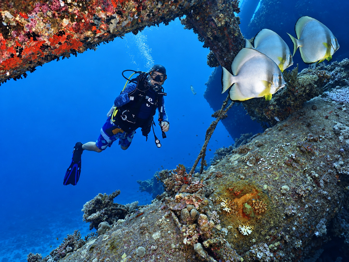 Batfish shoaling around old steel plating