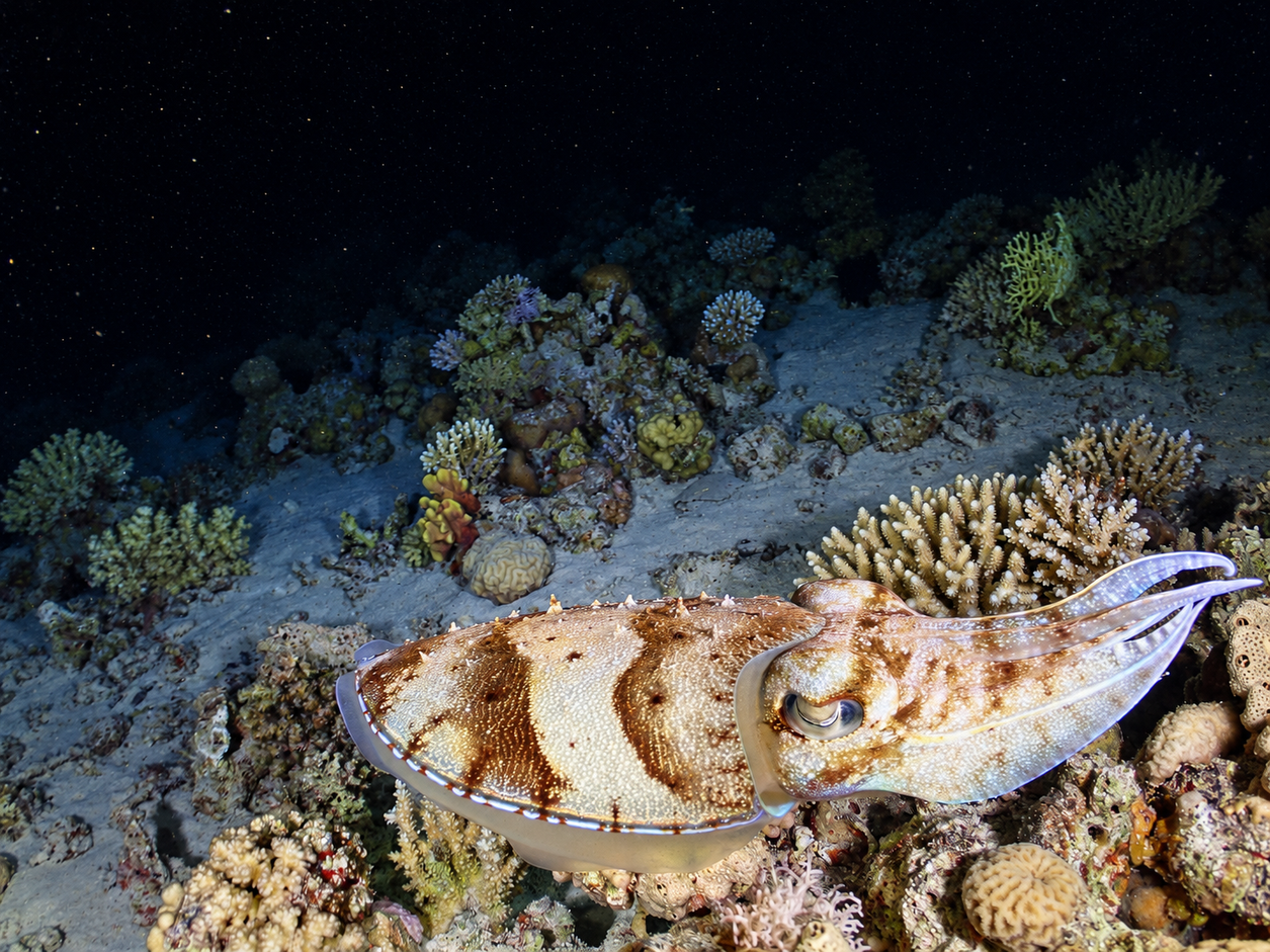 Cuttlefish hovering above the reef after dark