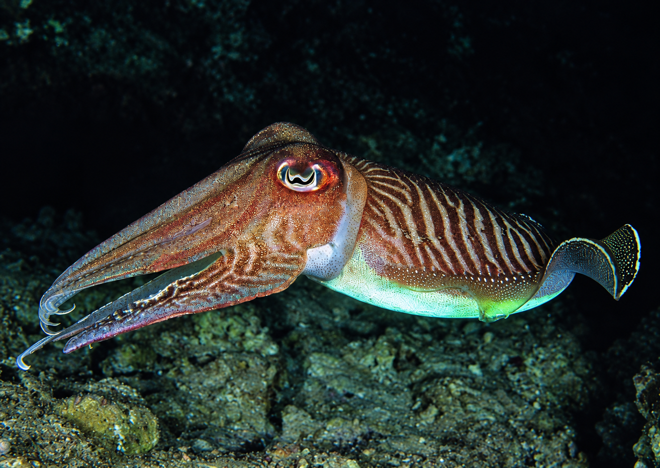 Cuttlefish changing color under torchlight