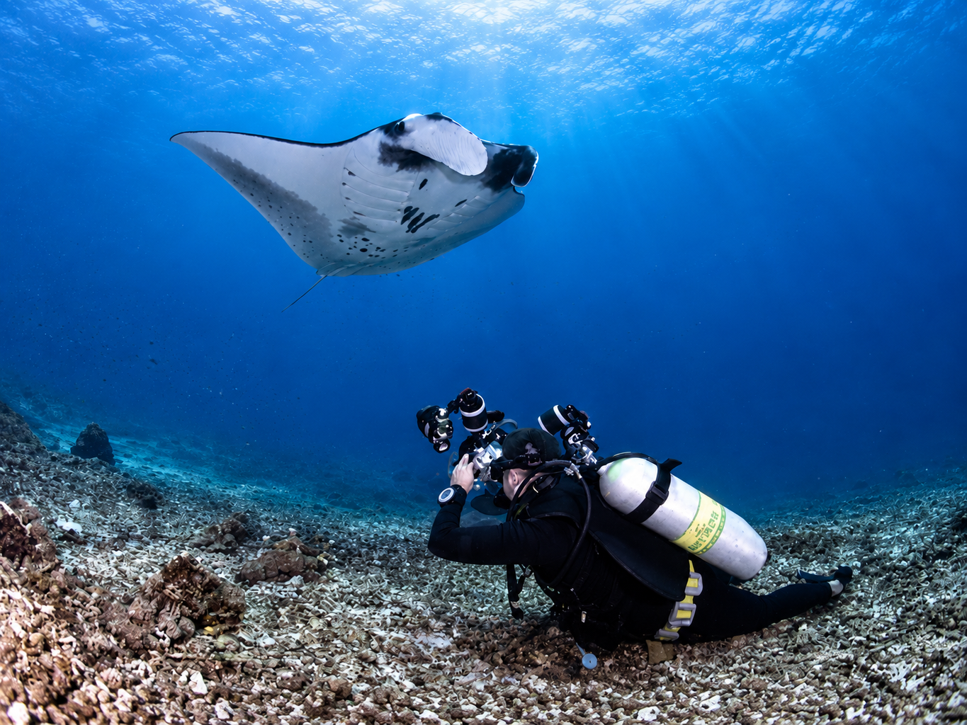 Manta ray gliding over the sand
