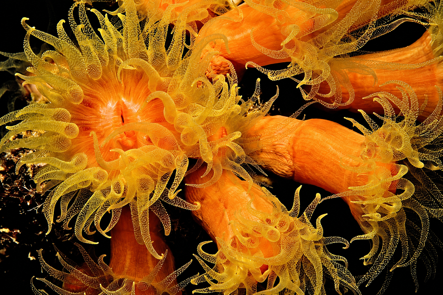 Orange cup coral opened under a dive light