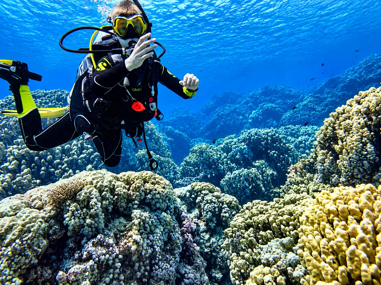 Hovering calmly above a shallow coral garden
