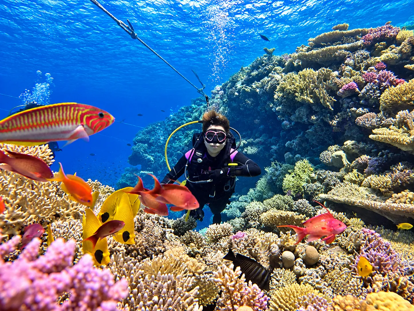 Colorful hard and soft coral on a shallow Red Sea reef