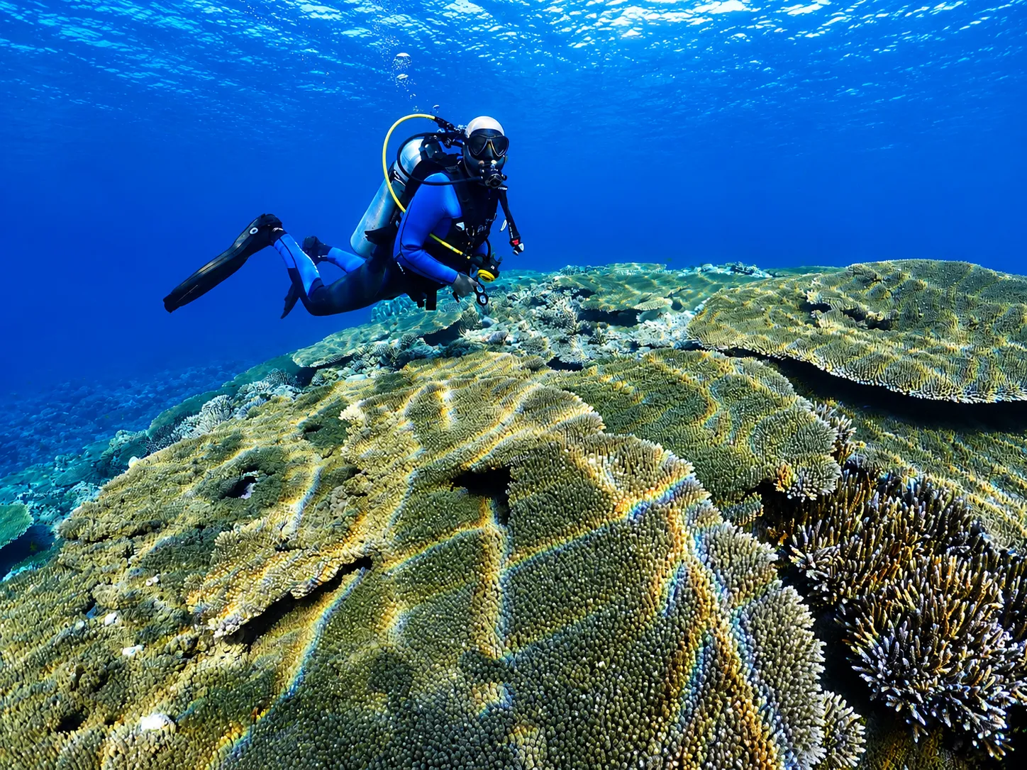 Colorful hard coral on a shallow reef wall