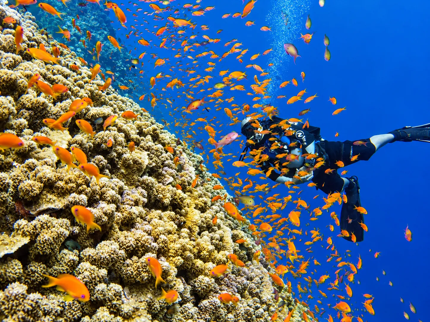 Anthias fish hovering above hard coral
