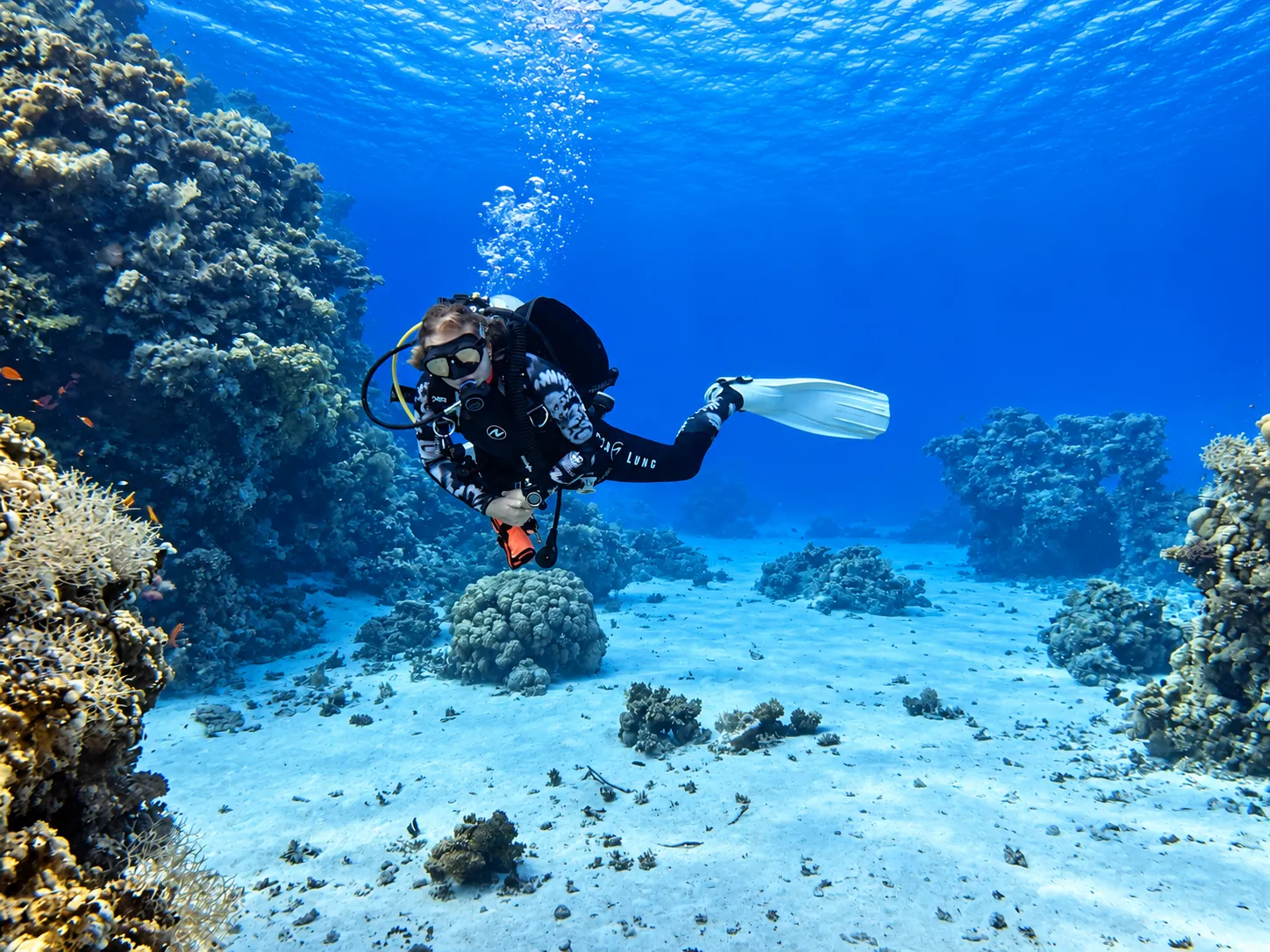 Drifting along a Red Sea reef wall
