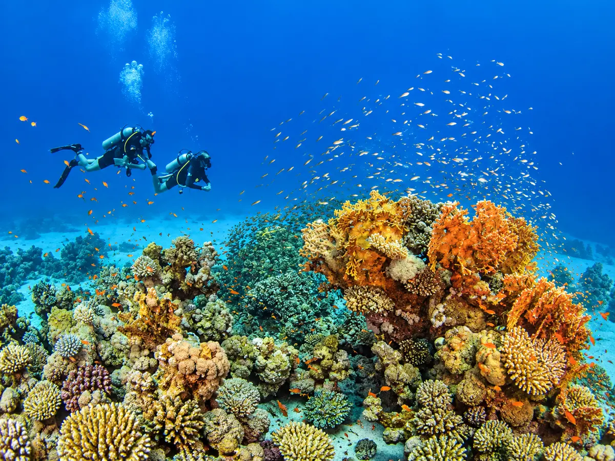 Coral reef wall in the Red Sea near Hurghada