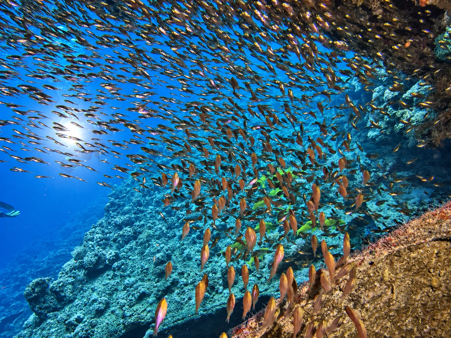 A tornado of fish turning over the reef