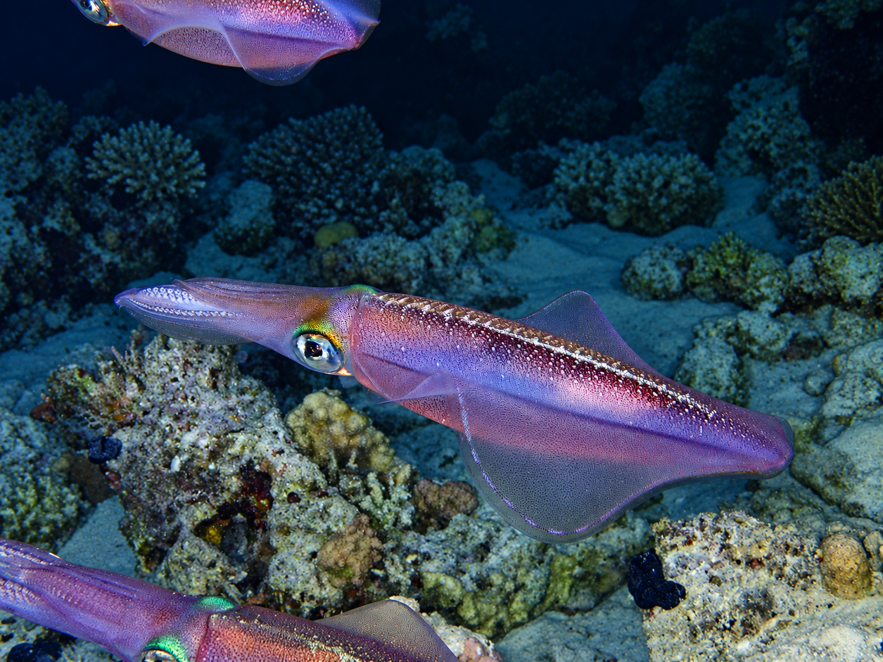 PADI Night Diver Course sighting of a reef squid