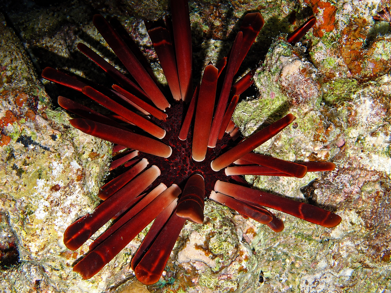Slate pencil sea urchin on the coral
