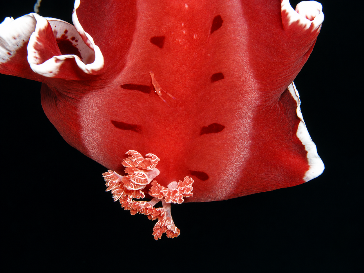 Spanish dancer nudibranch swimming at night