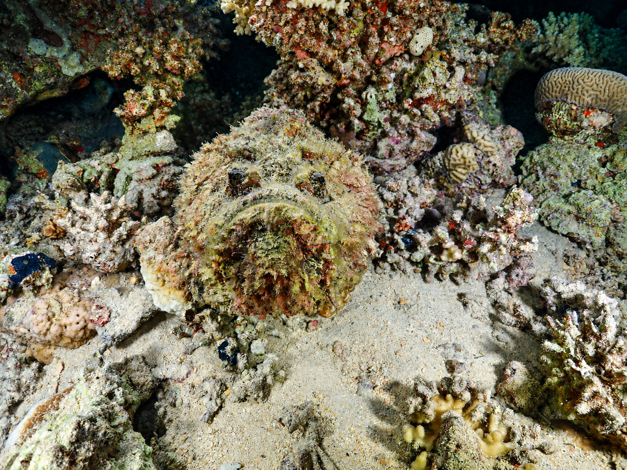 Stonefish resting camouflaged on the bottom