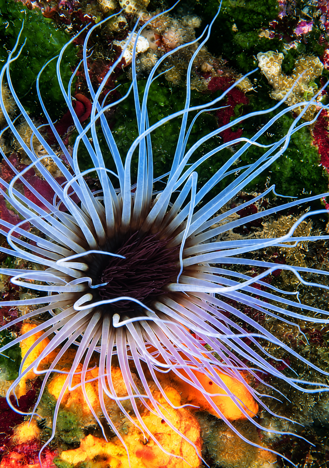 Tube anemone open in the dark
